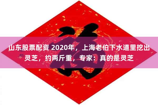 山东股票配资 2020年，上海老伯下水道里挖出灵芝，约两斤重，专家：真的是灵芝